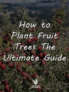 an apple tree with the words how to plant fruit trees the ultimate guide on it