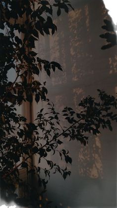 the sun is shining through some leaves in front of a window