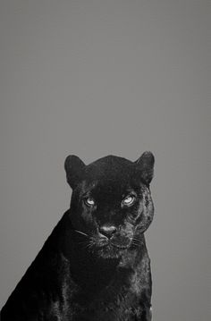 a black panther sitting on top of a wooden table next to a white wall and looking at the camera