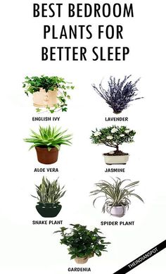 an image of plants for better sleep