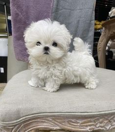 a small white dog sitting on top of a chair