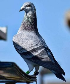 a gray and black bird sitting on top of a metal roof with blue sky in the background