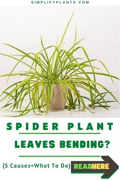 a spider plant with the words spider plant leaves bending?