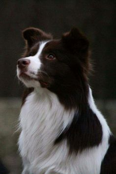 a black and white dog looking up at something