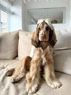 a brown and white dog sitting on top of a couch