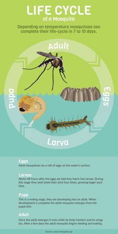 the life cycle of mosquitoes info sheet for kids and adults to learn how to use them