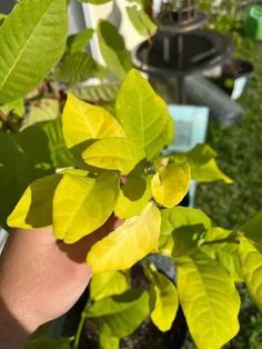 a person holding up a green plant in their hand