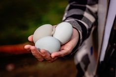 a person holding three eggs in their hands, one is white and the other is gray