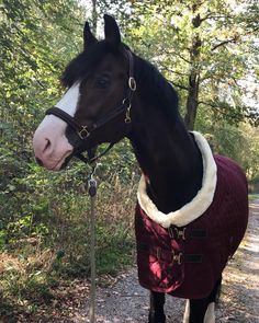 a brown horse wearing a red blanket standing next to a tree covered road in the woods