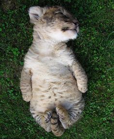 a cat laying on its back in the grass with it's eyes closed, looking up