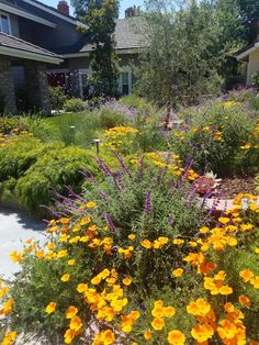 the garden is full of flowers and plants