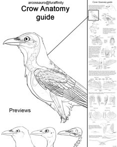 the diagram shows different types of birds that can be seen in this image, including an adult