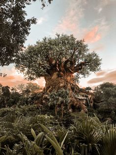 the tree of life at disney's animal kingdom is shown in this photo from an angle