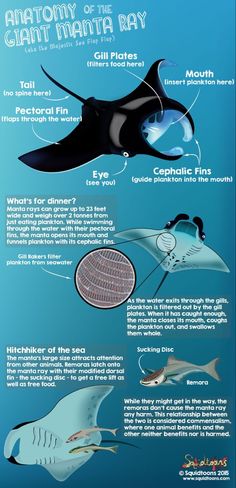 an info sheet describing the different types of sea animals