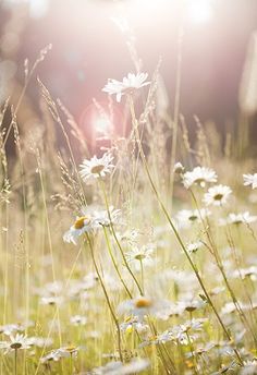 a field with daisies and the words jesus