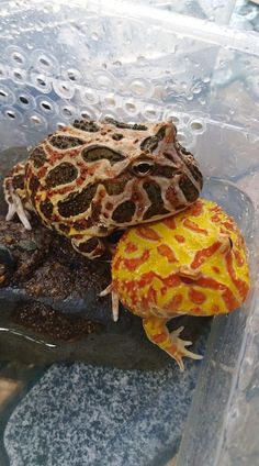 a frog sitting on top of a rock next to a yellow and red object in the water