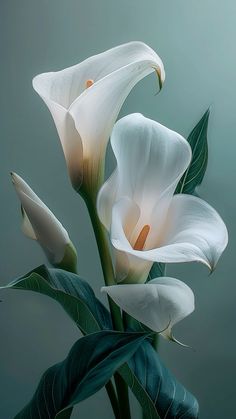 three white flowers with green leaves on a gray background