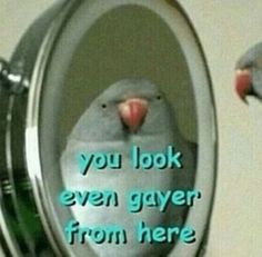 a bird sitting on top of a toilet seat with the caption you look even gayer from here