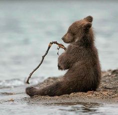 a brown bear sitting on top of a beach next to the ocean holding a branch