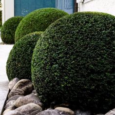 some very pretty green bushes by the side of a building with rocks in front of it