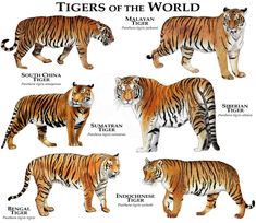 tigers of the world are shown in this illustration