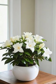 a white potted plant sitting on top of a wooden table