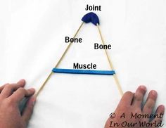 a hand is holding a toothpick and pointing it at the bone, bones, and muscles