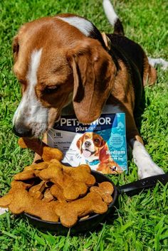 a brown and white dog laying on top of grass next to food