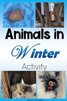 animals in winter activity book cover