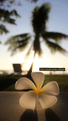 a white flower sitting on top of a table next to a palm tree in the background