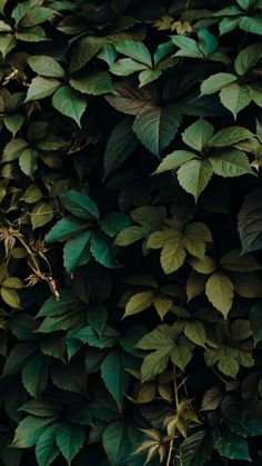 green leaves on the side of a building