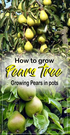 pears growing on the tree with text overlay how to grow peace tree growing pears in pots