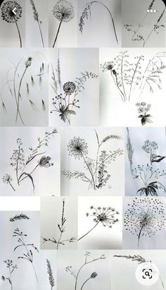 many different types of wildflowers are shown in black and white photos, each with their own image