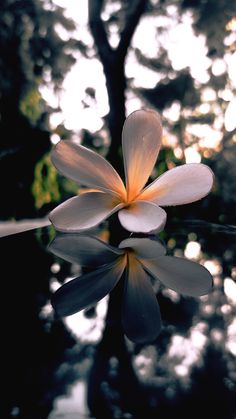 a white and yellow flower sitting on top of a body of water with trees in the background