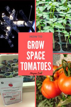 some tomatoes and other plants with text overlay that says how to grow space tomatoes