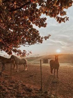 Fall In The Country Aesthetic, Country Fall Backgrounds Iphone, Autumn Country Aesthetic, Autumn Western Aesthetic, Cute Western Horses, Horse Sunset Wallpaper, Autumn Horse Wallpaper, 90s Country Aesthetic Wallpaper, Country Fall Asthetic