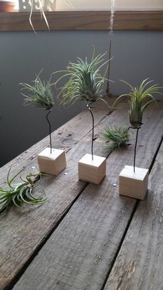 small air plants are placed on wooden blocks