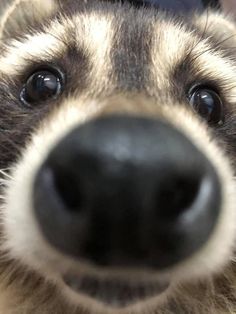 a close up of a dog's face with it's nose slightly open