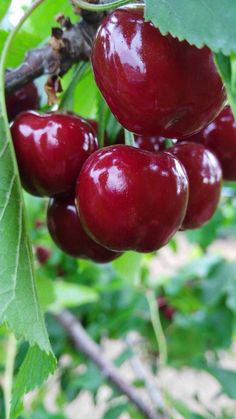 several cherries hanging from a tree with green leaves