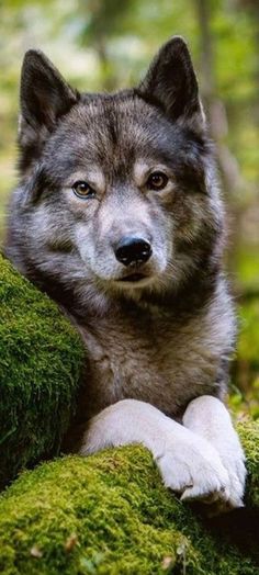 a wolf laying on top of a green moss covered rock in the middle of a forest