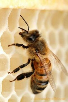 a close up of a bee on a honeycomb