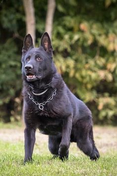 a large black dog standing on top of a lush green field with trees in the background