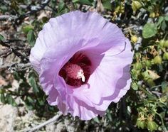 a pink flower is blooming on the ground