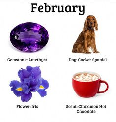 the zodiac sign for february with pictures of flowers, hot chocolate, and dog food