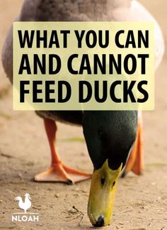 a duck with the words what you can and cannot feed ducks