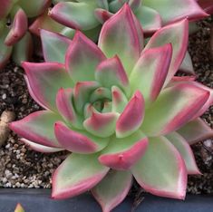 a pink and green succulent plant in a pot