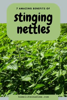 Nettle Tincture Benefits, Stinging Nettle Benefits, Stinging Nettle Tea, Nettle Tea Benefits, Nettle Benefits, Nettle Tincture, Nettle Recipes, Seasonal Allergy Relief, Natural Pain Relievers