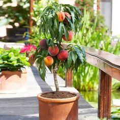 a potted peach tree on a wooden deck