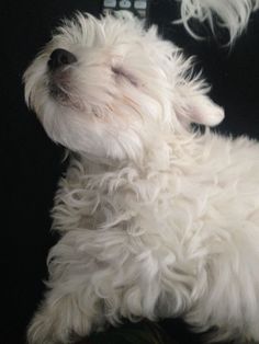 a small white dog laying down on top of a couch next to a remote control