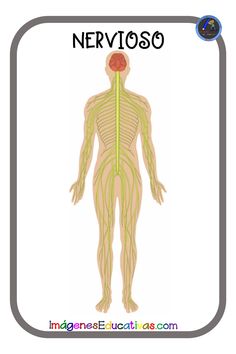 the nervous system is shown in this diagram